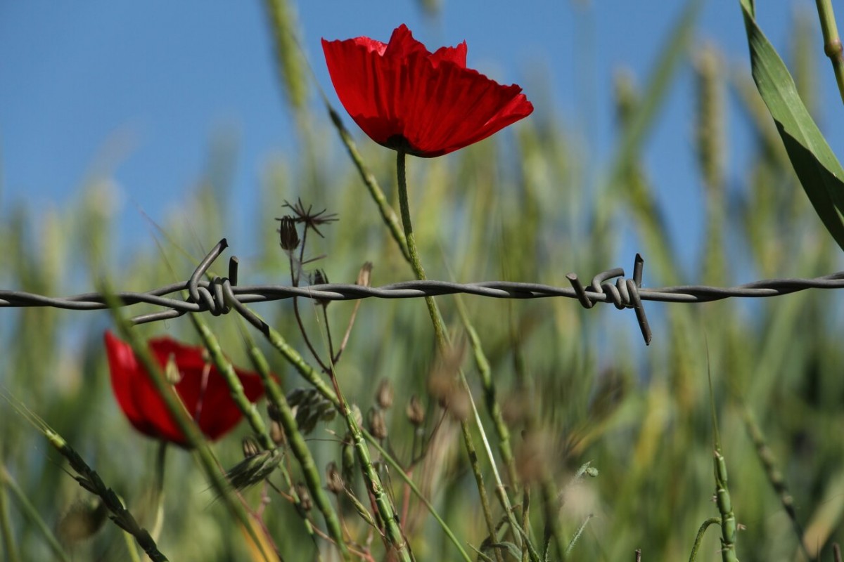 IsTREsi NAKUPLJENU NAPETOST